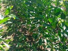 Продаются саженцы раний сорт (сентябрьский).