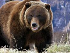 Медвежий желчь 