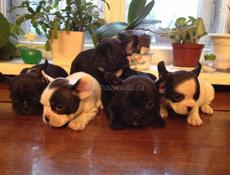 Щенки Французского бульдога