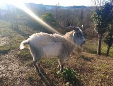 Продаётся козлик