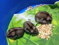 Джунгарские сирийские хомяки.