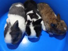 Карликовые кролики.