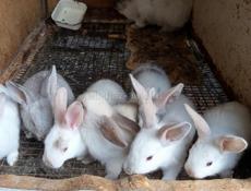 Кролики больших пород.