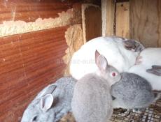 Кролики больших пород.