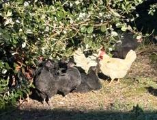 Куры и петухи молодые