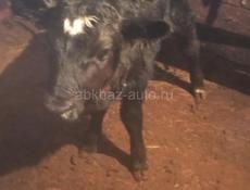 Продаётся телочка