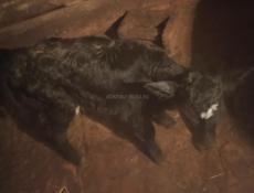 Продаётся телочка