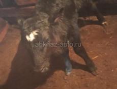 Продаётся телочка