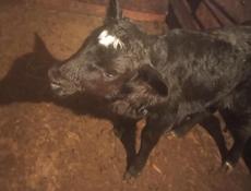 Продаётся телочка