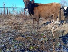 Только на мясо все остальное по телефону 