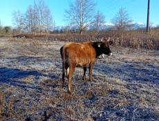 Только на мясо все остальное по телефону 