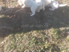 Продаю щенят 