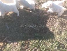 Продаю щенят 