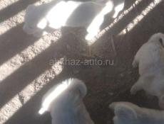 Продаю щенят 