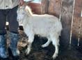 Козленок 15+-кг