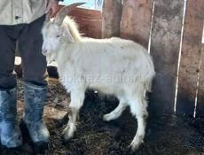 Козленок 15+-кг
