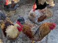 Продаются  домашние петухи по 2500 рублей   