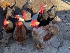 Продаются  домашние петухи по 2500 рублей   