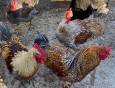 Продаются  домашние петухи по 2500 рублей   