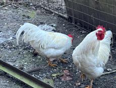 Петухи 