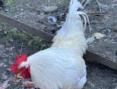 Петухи 