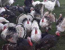 Продам индюшек