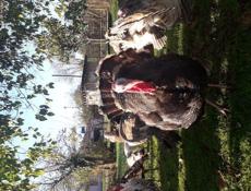 Продам индюшек