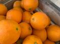 Апельсины 