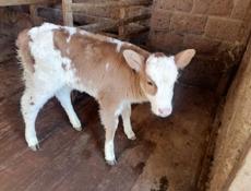 Продается телёнок 