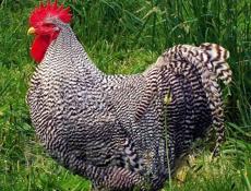 Продам петухов