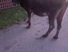 Продаю корову 