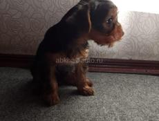 ПРОДАМ ЧИСТОКРОВНОГО ЩЕНКА ЙОРКА