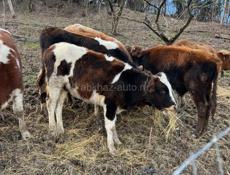 Телки бычки