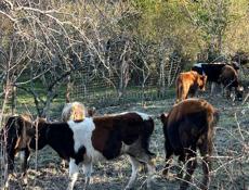 Телки бычки