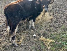 Телки бычки