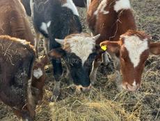 Телки бычки