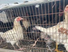 Продаются подращенные цыплята 