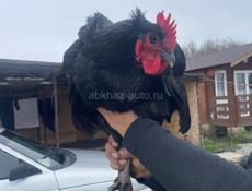 Продаются петухи 