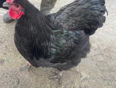 Продаются петухи