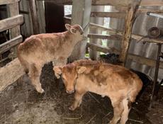 Срочно продается