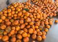 Продаю мандарины