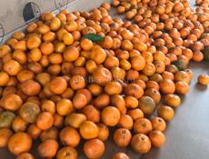 Продаю мандарины