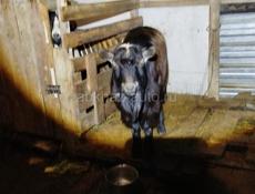 Козы козлята