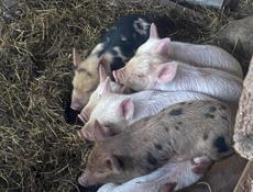 Продаю поросята чищенные п 4000 р Очамчира Ткуарчал Сухум 