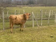 Продаю корову