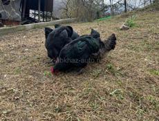 Продаю курей