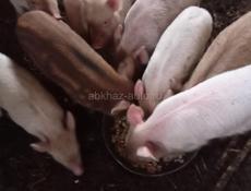 Продаются поросята 