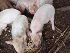Продаются поросята 