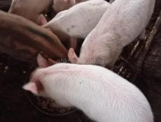 Продаются поросята 