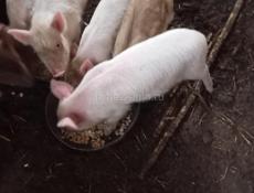 Продаются поросята 